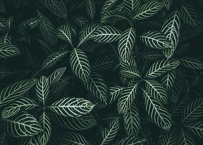 White Striped Zebra Plant