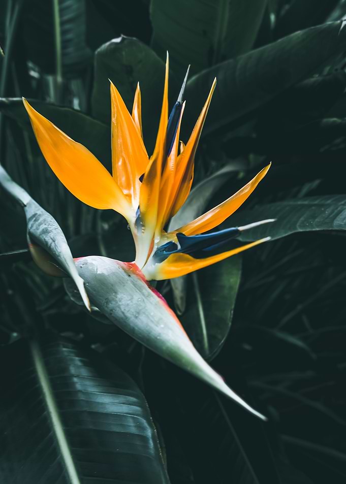 Bird of Paradise Flower
