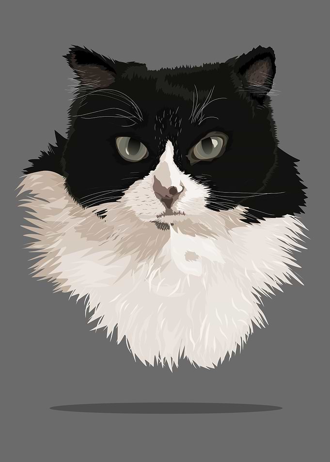 cute cat