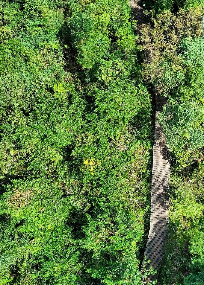 Bridge in green
