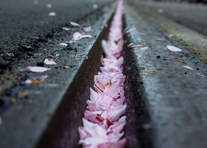 The pink line