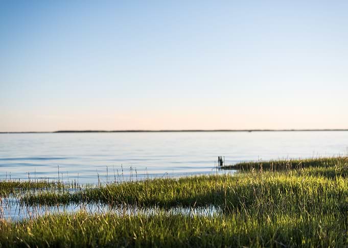 Tranquil Ocean Grass