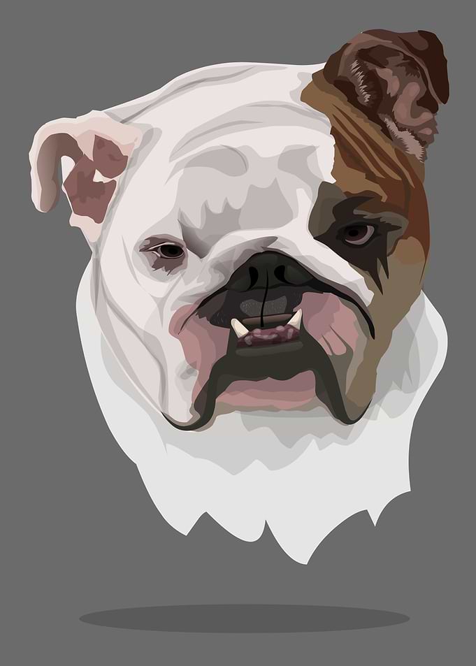 cute dog
