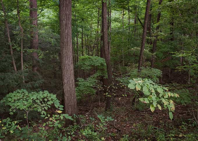 Forest Background
