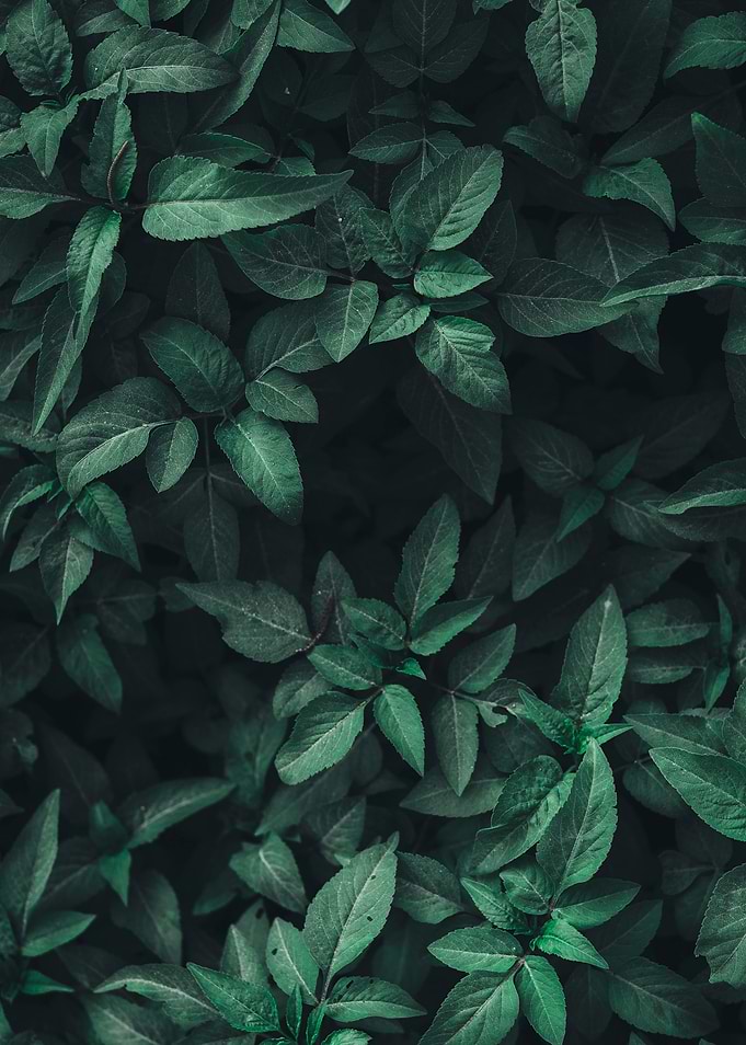 Black Green Plants Pattern