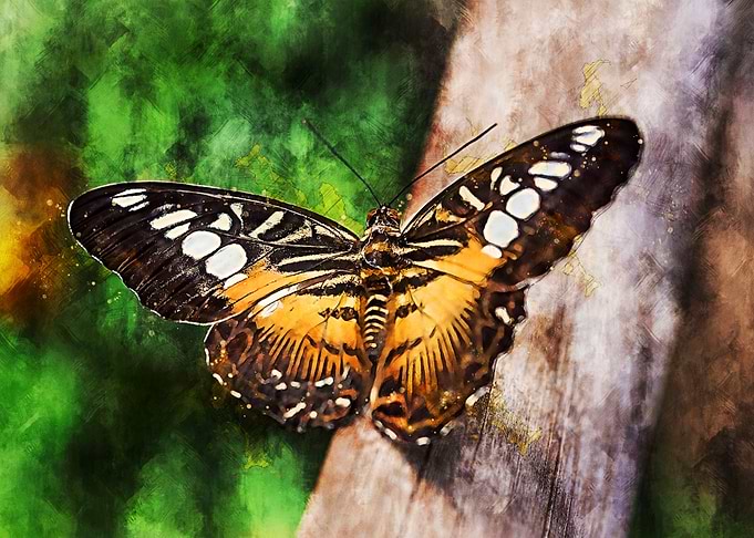 Butterfly