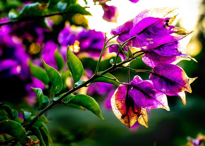 Purple Flowers