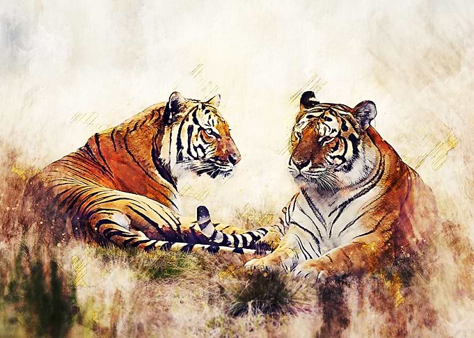 Tiger 2