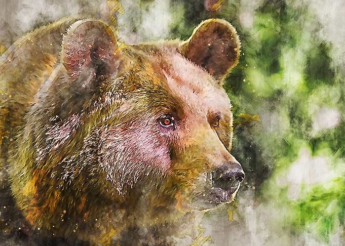 Bear