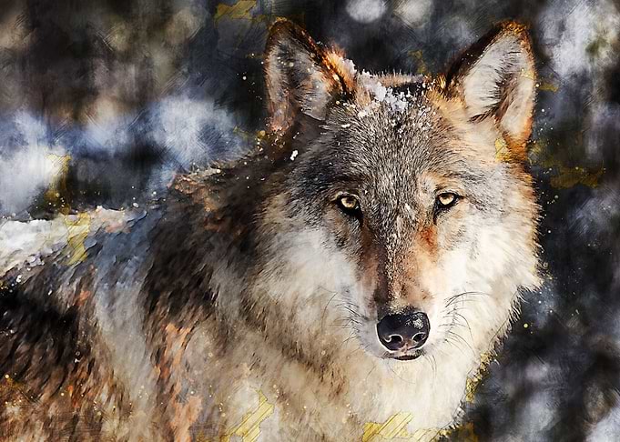 Wolf 5
