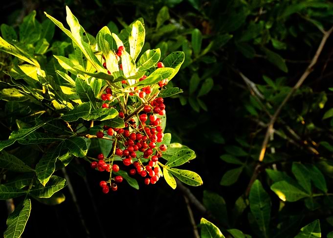 Red Berries