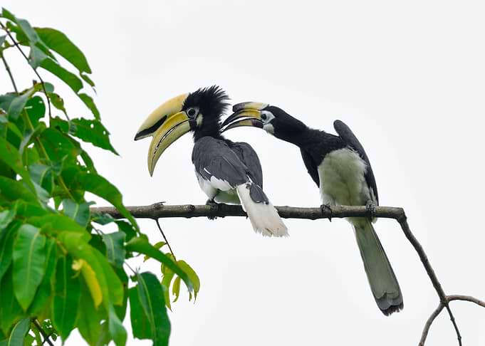 Pied Hornbill 3