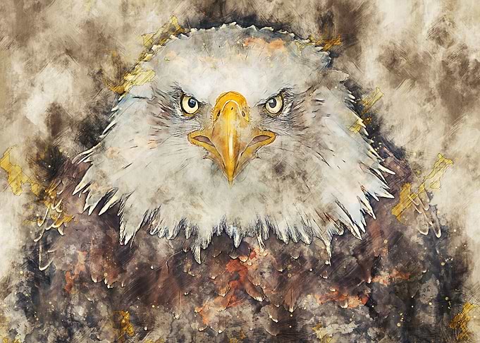 Bald eagle