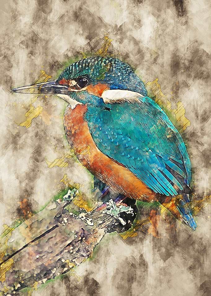 Bird kingfisher