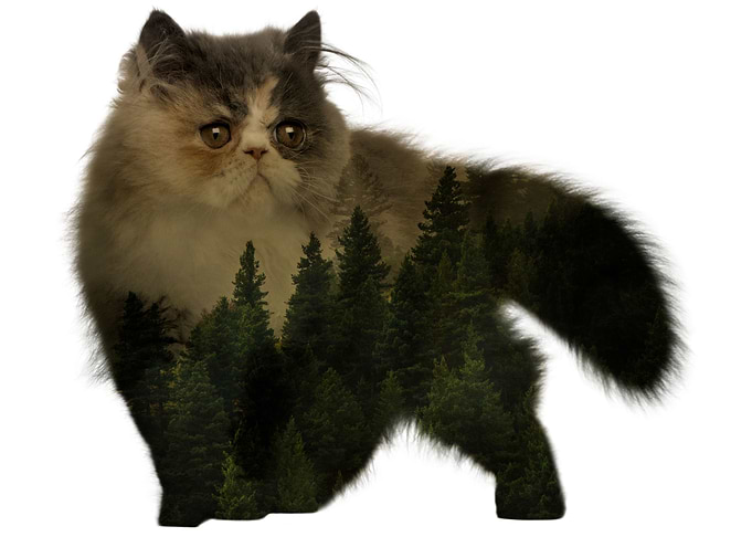 Double Exposure Cat