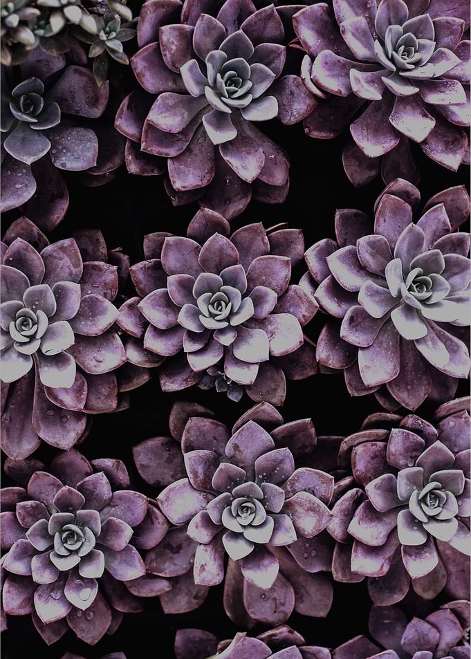 Dark Plants Pattern