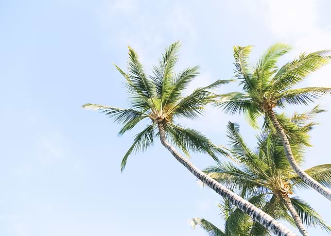 Palm Trees 52