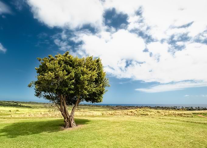 Landscape 73