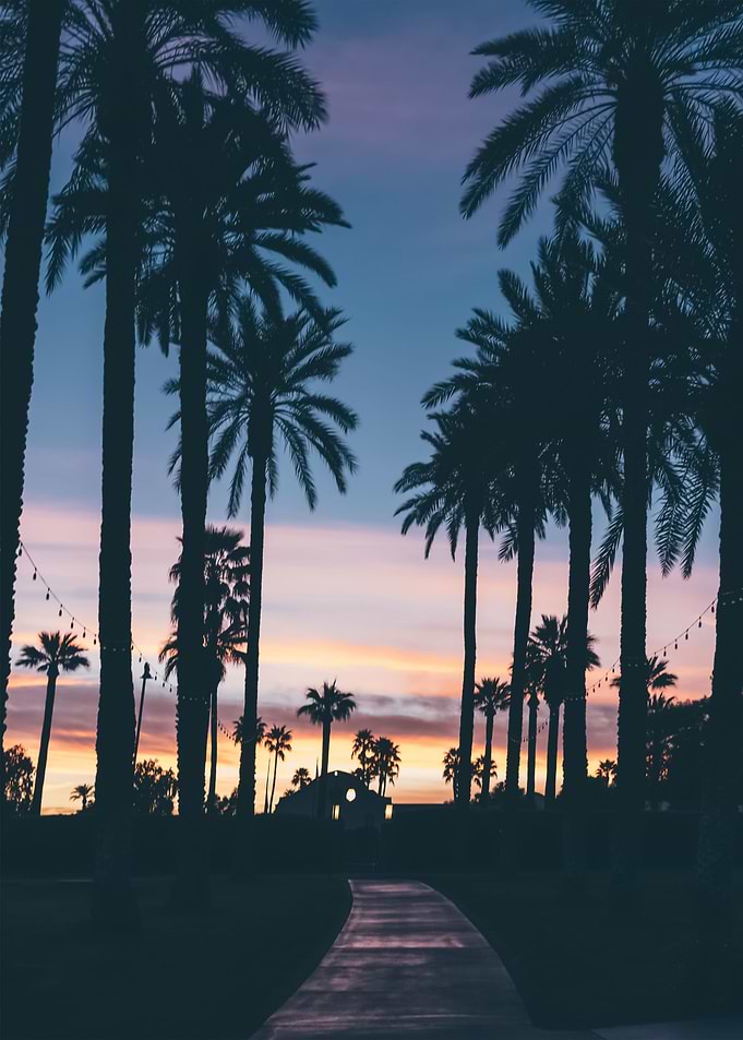 Palm Trees 70
