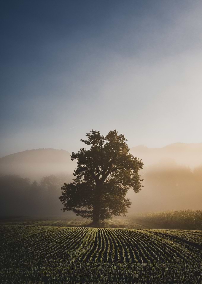 Anif Sunrise