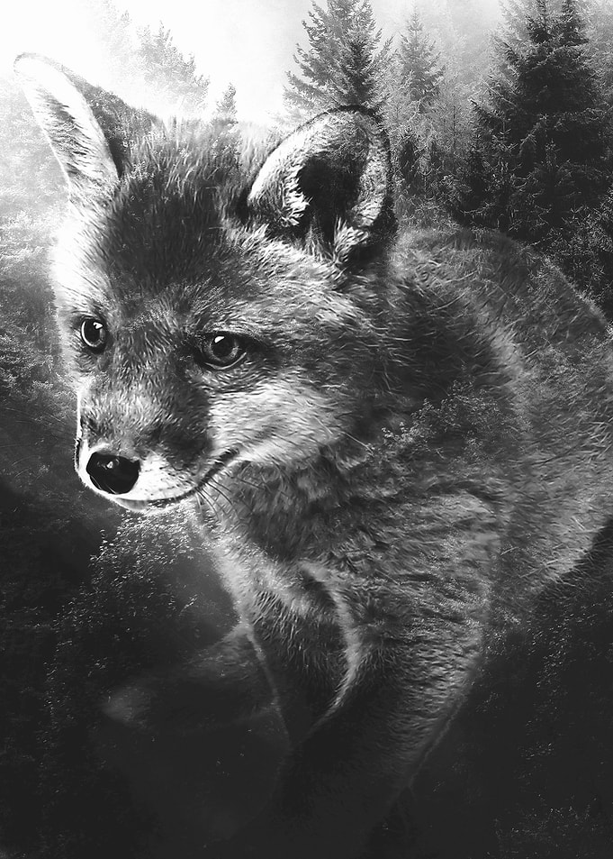 Baby Fox in Forest