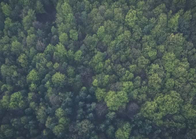Forest 16