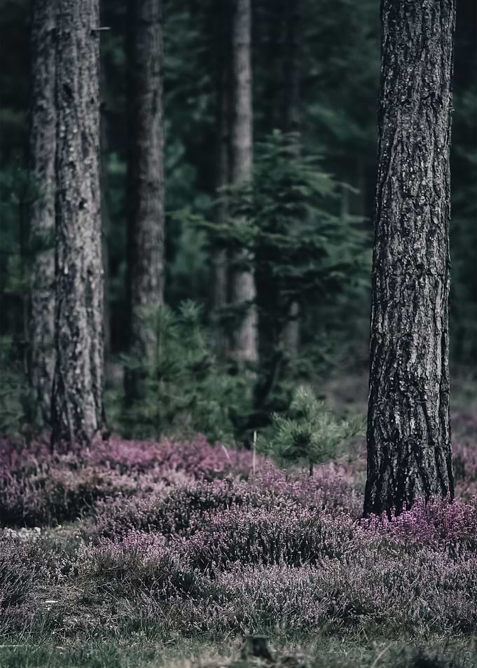 Forest 81