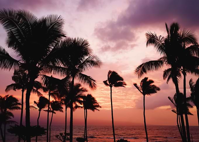 Palm Trees 17