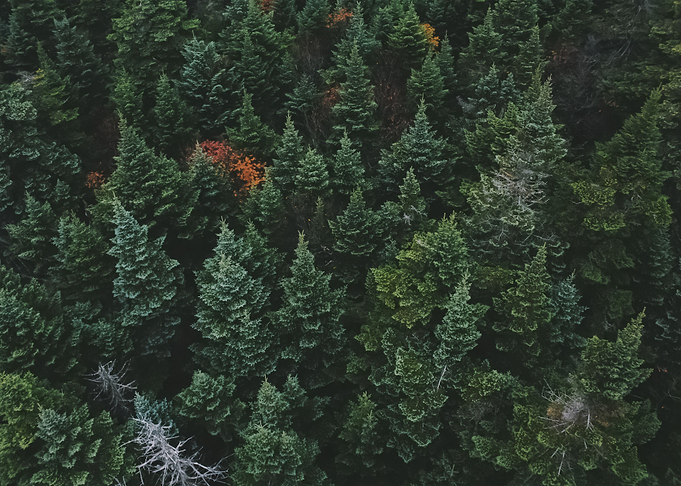 Forest 6