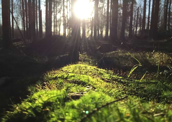 Forest 65