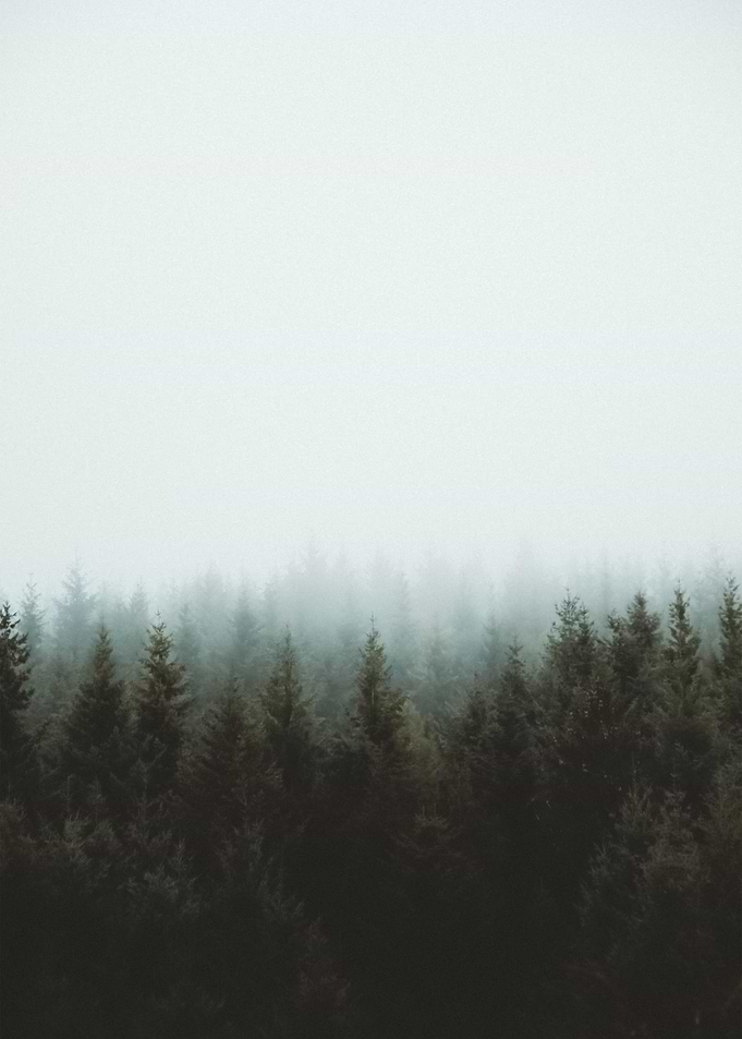 Forest 58
