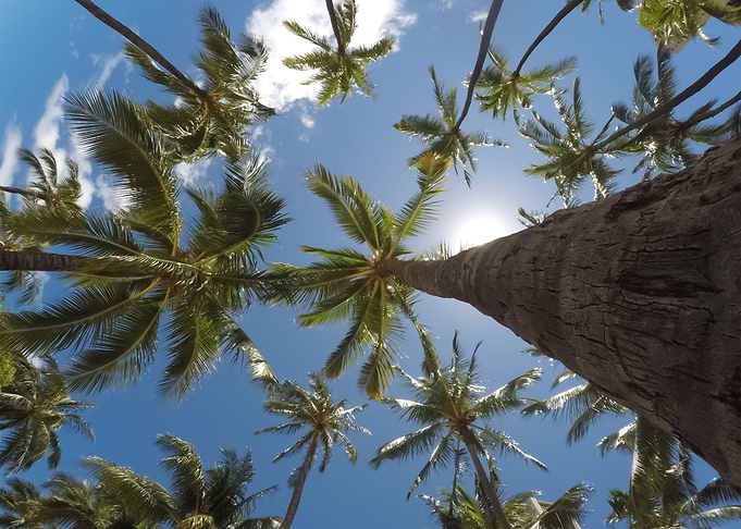 Palm Trees 38