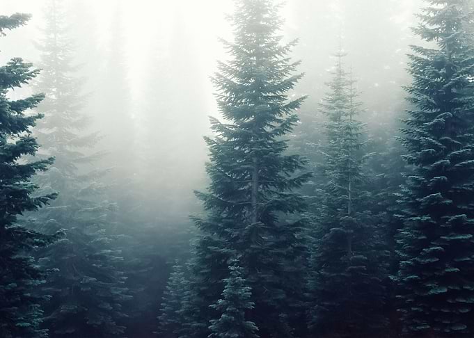 Forest 99
