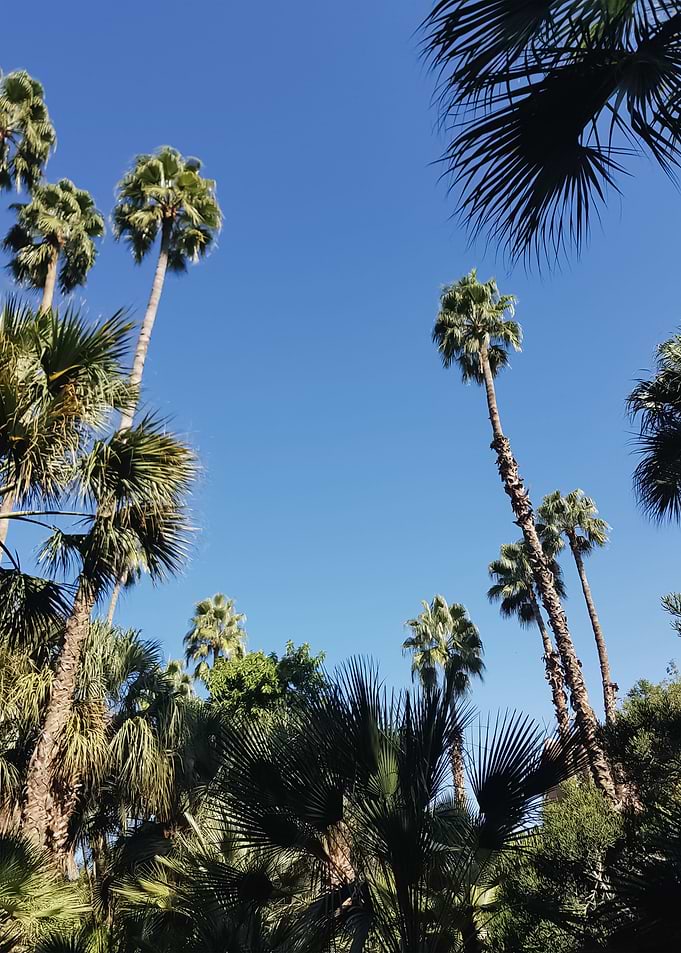 Palm Trees 29