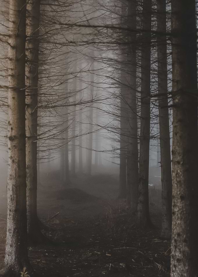Forest 96