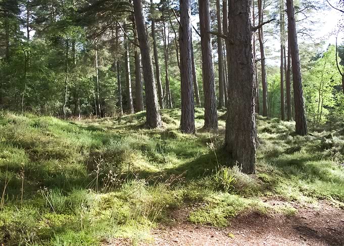 Forest 31