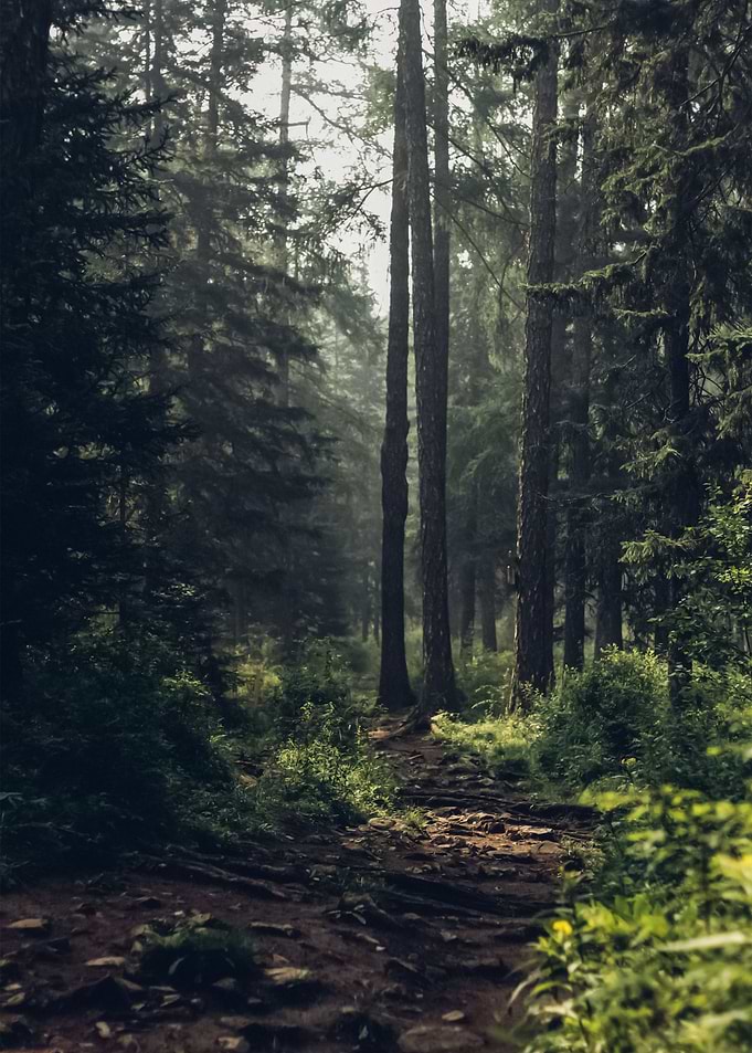 Forest 121