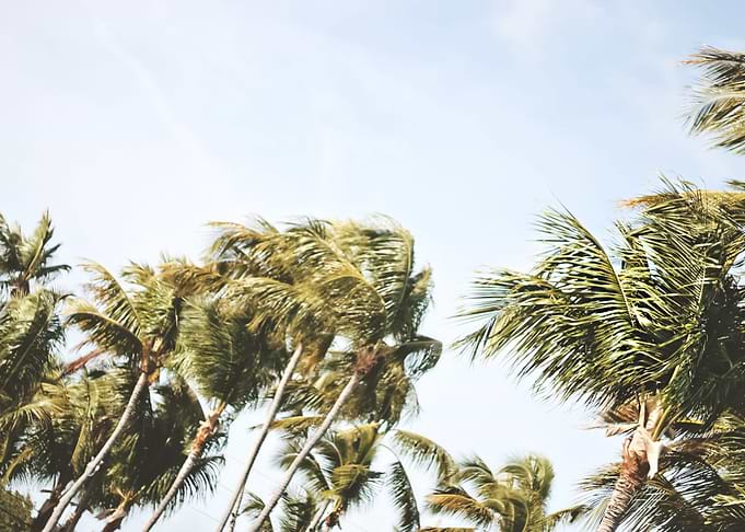 Palm Trees 33