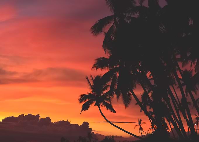 Palm Trees 74