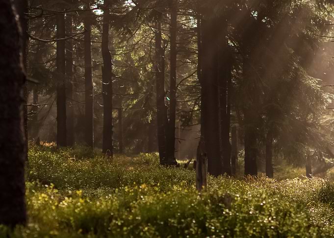 Forest 8