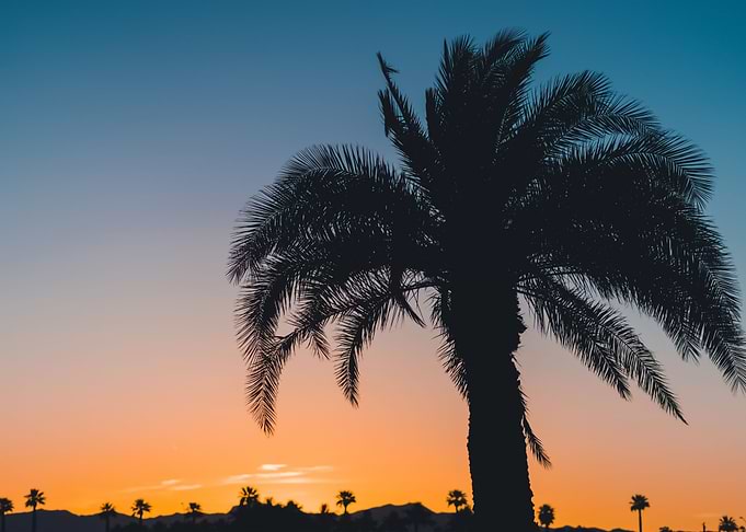 Palm Trees 39