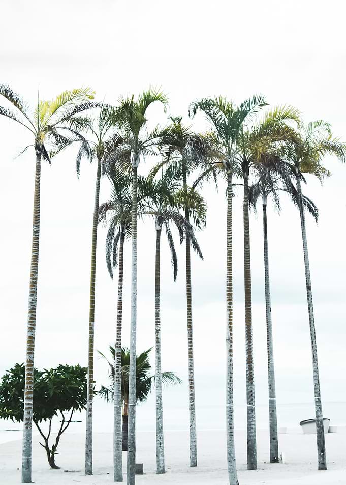 Palm Trees 51