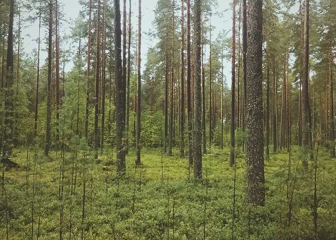 Forest 33