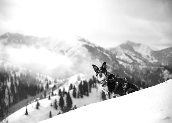 Snow 174