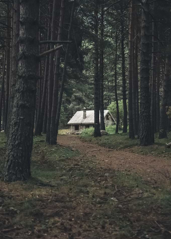 Forest 130