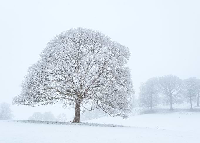 Snow 118