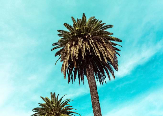 Palm Trees 15