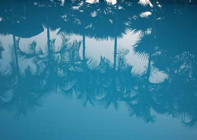 Palm Trees 31
