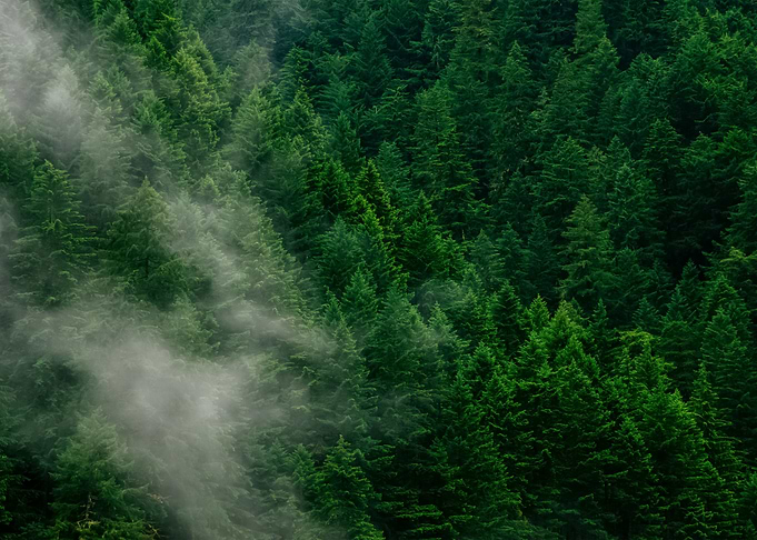 Forest 28