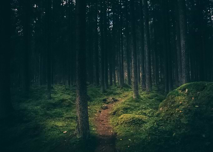 Forest 23